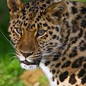 slides/_MG_7596.jpg wildlife, feline, big cat, cat, predator, fur, spot, amur, siberian, leopard, eye WBCW39 - Amur Leopard